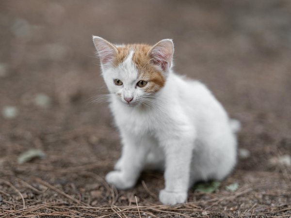 Quelles sont les meilleures pratiques pour l'entretien des écailles d'un iguane vert?