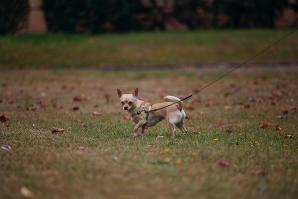 Quels sont les avantages de l'utilisation de la permaculture pour attirer la faune?