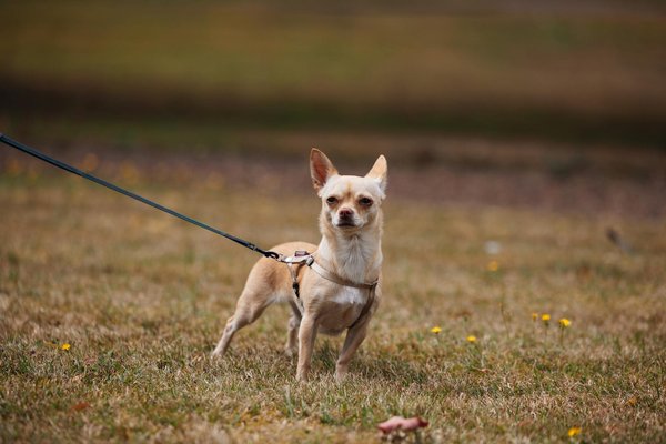 Comment les animaux sauvages s'adaptent-ils aux éclipses solaires?