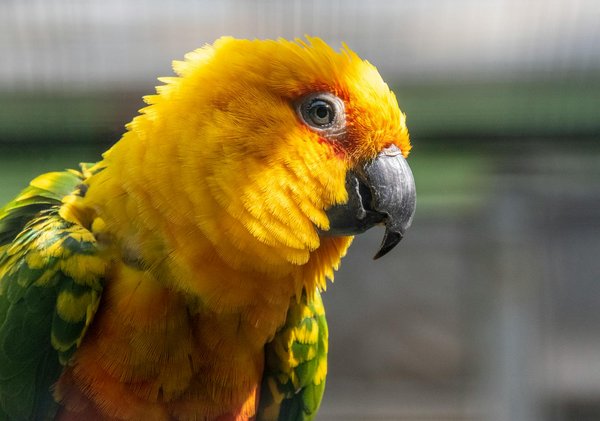 Quelle est la meilleure approche pour la socialisation d'un chaton de race Burmese ?