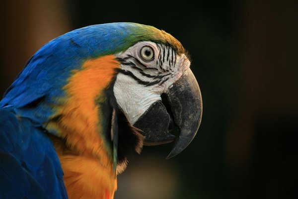 Quels sont les meilleurs jouets pour un chat de race Abyssin qui aime grimper ?