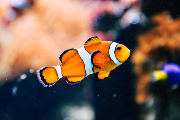 Comment les poissons tropicaux s'adaptent-ils aux variations saisonnières de température?