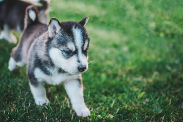 Quels sont les avantages des promenades en nature pour un chien de race Husky Sibérien?